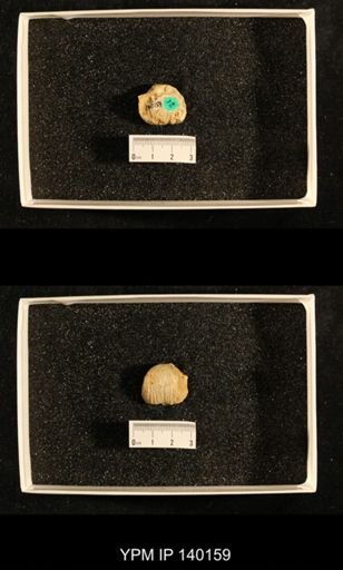 Productus (Dictyoclostus) gratiosus