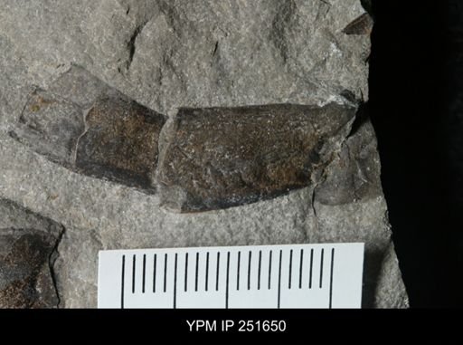 undet. Eurypterida
