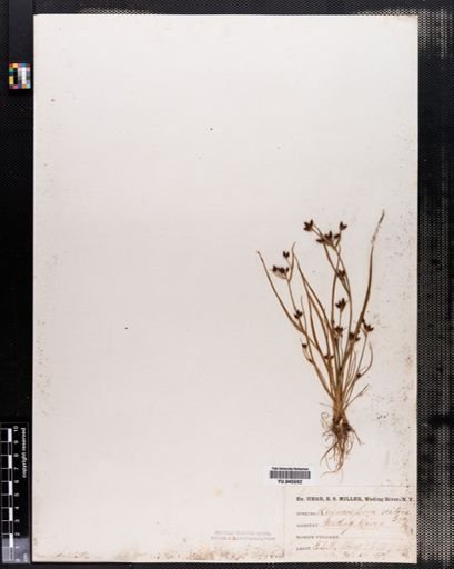 Rhynchospora nitens
