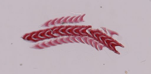 Flabellina nobilis