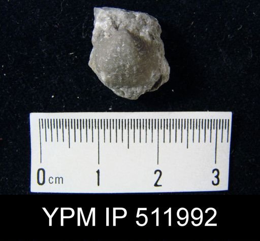 Quasiavonia?