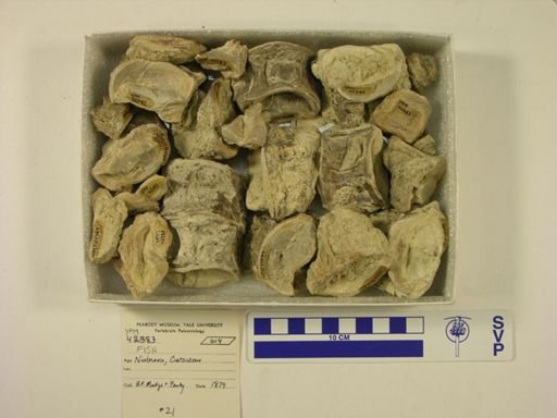 undet. Ichthyodectidae