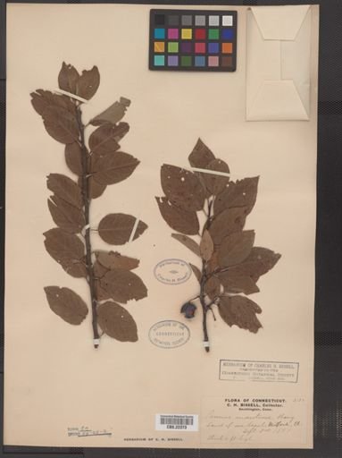 Prunus maritima