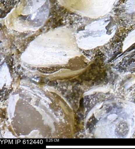 Protocardia subquadrata