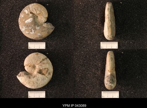 Hoploscaphites nicolletii