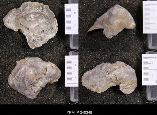Gryphaea marcoui