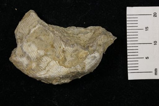 Linoproductus prattenianus
