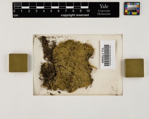 Plantae