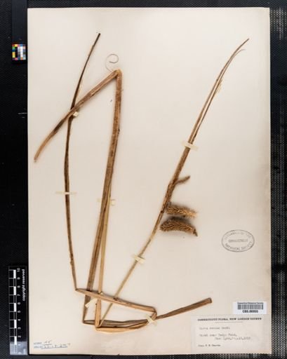 Carex comosa