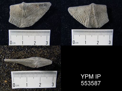 Spirifer pennatus
