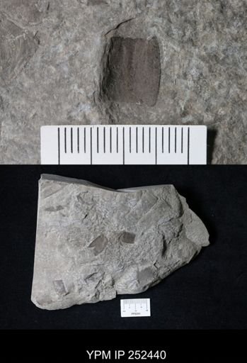 undet. Eurypterida