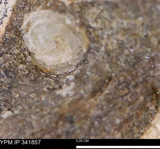 undet. Bivalvia
