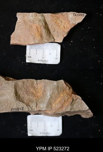 undet. Ichnofossil