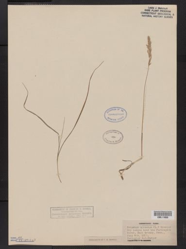 Trisetum spicatum