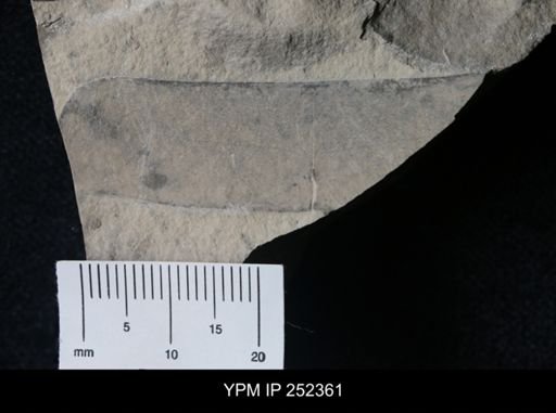 undet. Eurypterida