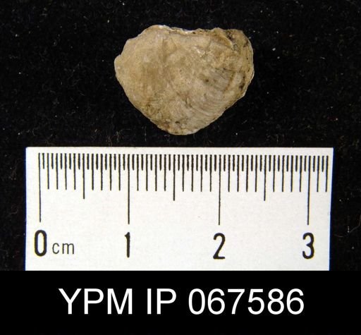 Stropheodonta equistriata