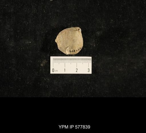 Crania modesta