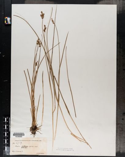 Carex sterilis