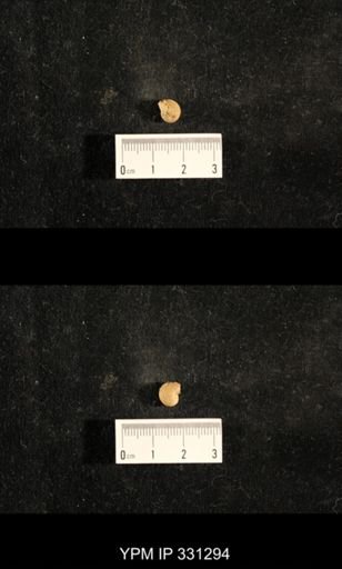 Euphemites sp.