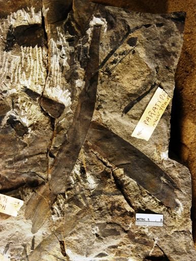Desmiophyllum truncatum