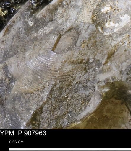 undet. Bivalvia