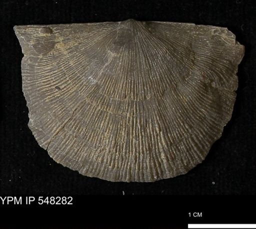 Stropheodonta sp.