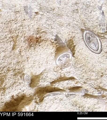 Serpulidae
