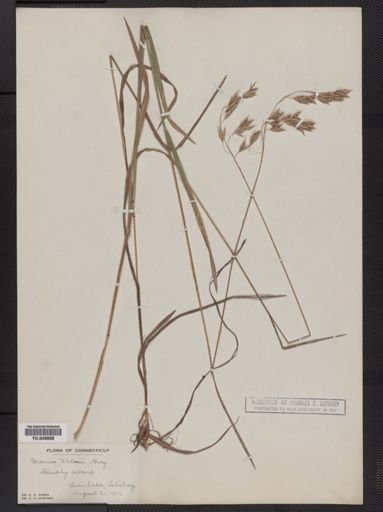 Bromus kalmii