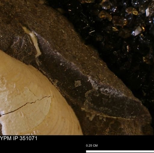 undet. Mollusca