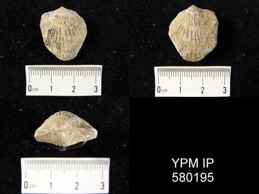 Atrypa sp.