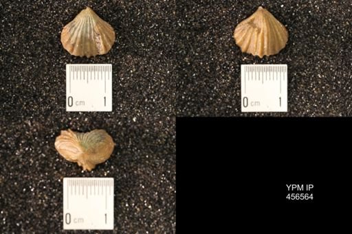 Rhynchonella dentata