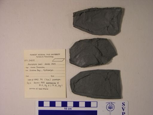 Arctaspis hoeli