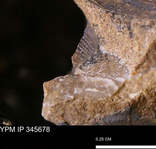 undet. Mollusca
