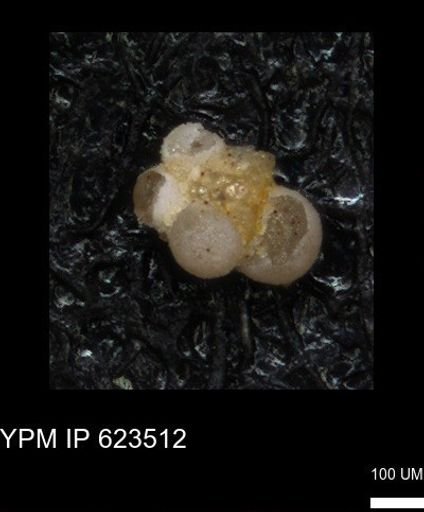 undet. Foraminiferida