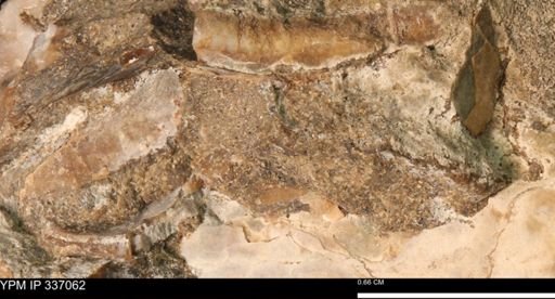 undet. Mollusca
