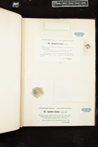 Hyalotheca dissiliens