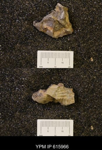 undet. Scaphitidae