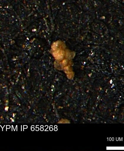 Verneuilinoides kansasensis