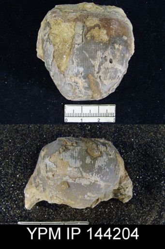 Productus (Linoproductus) lineatus