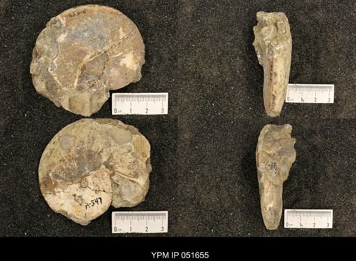 Hoploscaphites nicolletii