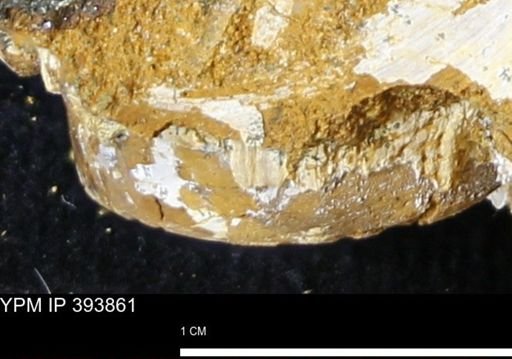 undet. Mollusca