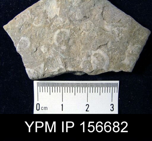 Rafinesquina gracilis