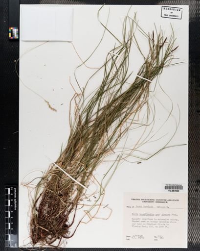 Plantae