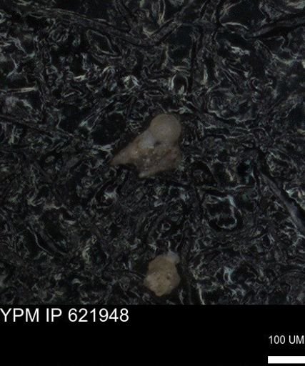 undet. Heterohelicidae
