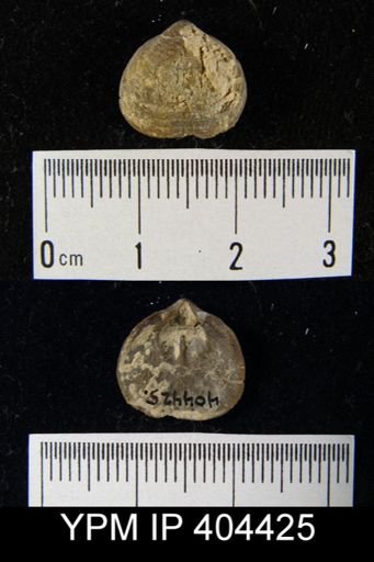 undet. Orthida