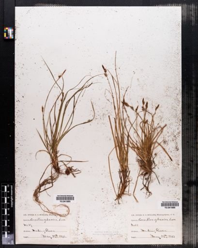 Carex pensylvanica