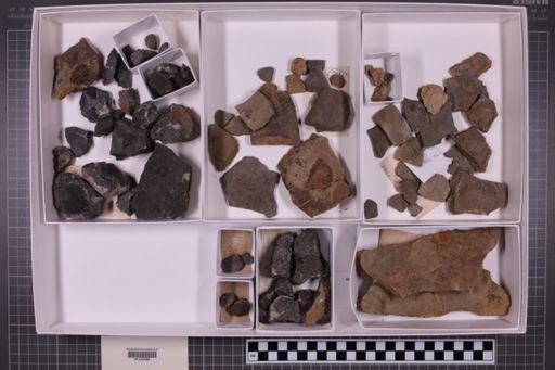 mixed taxa, stratigraphic collection