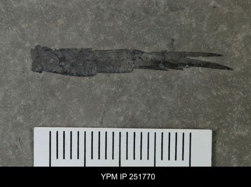 undet. Eurypterida