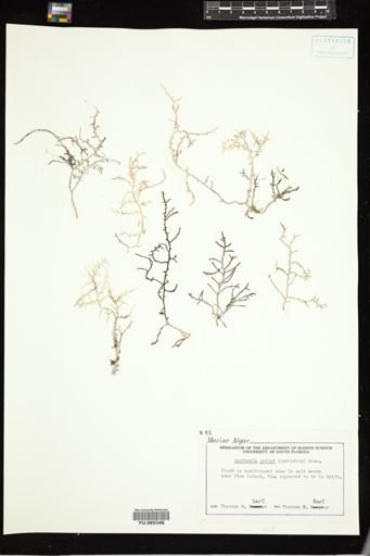 Laurencia poitei