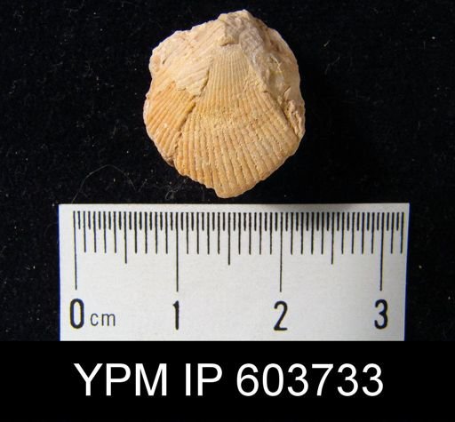Eumetria?
